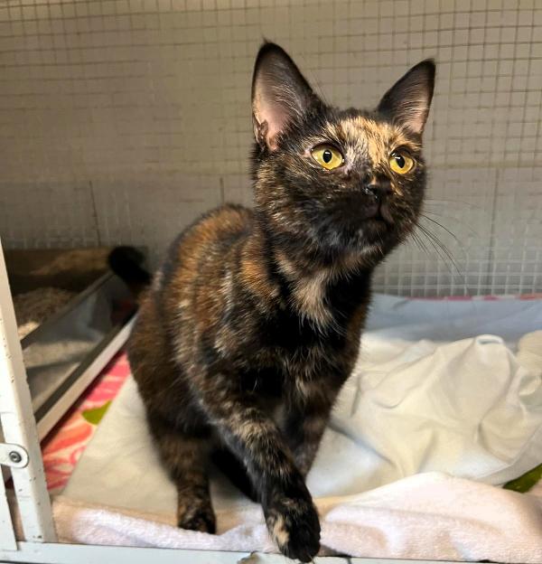 OLIMPIA GATTINA TARTARUGA Foto 3